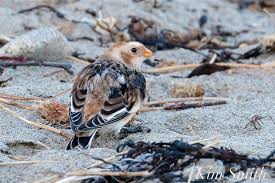 Attēlu rezultāti vaicājumam “Plectrophenax nivalis”