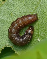 Attēlu rezultāti vaicājumam “Eupsilia transversa”