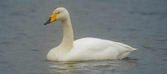 Image result for Cygnus cygnus