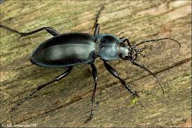 Attēlu rezultāti vaicājumam “Carabus glabratus”