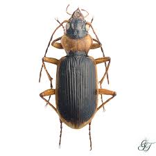 Attēlu rezultāti vaicājumam “Nebria livida”