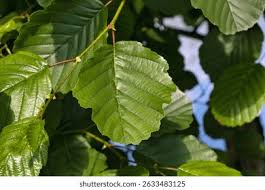 Attēlu rezultāti vaicājumam “Alnus glutinosa leaf”