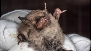 Attēlu rezultāti vaicājumam “Myotis sp.”