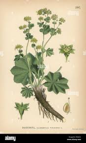 Image result for Alchemilla vulgaris