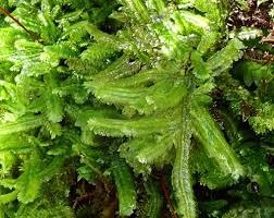 Attēlu rezultāti vaicājumam “Neckera pennata sporophyte”