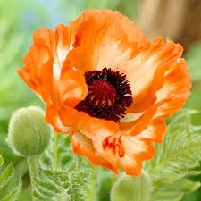 Image result for Papaver orientale
