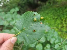 Attēlu rezultāti vaicājumam “Phytocoris tiliae imago”