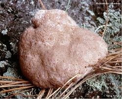 Attēlu rezultāti vaicājumam “Reticularia sp.”