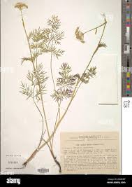 Attēlu rezultāti vaicājumam “Cnidium dubium”