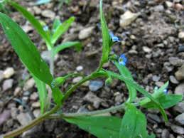 Attēlu rezultāti vaicājumam “Myosotis sparsiflora”