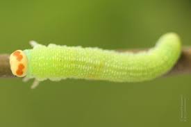 Attēlu rezultāti vaicājumam “Trichiosoma larva”