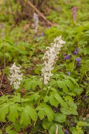 Attēlu rezultāti vaicājumam “Corydalis cava leaf”