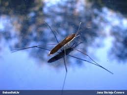 Attēlu rezultāti vaicājumam “Limnoporus rufoscutellatus”