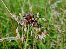 Attēlu rezultāti vaicājumam “Allium oleraceum bud”