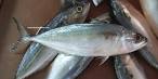 Indian Mackerel (Rastrelliger kanagurta)
