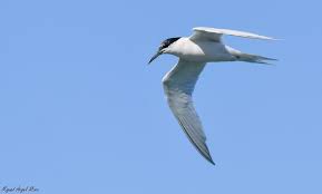 Attēlu rezultāti vaicājumam “Sterna”