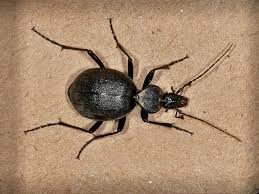 Attēlu rezultāti vaicājumam “Cychrus caraboides”