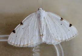 Attēlu rezultāti vaicājumam “Lomographa bimaculata”