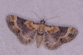 Attēlu rezultāti vaicājumam “Eupithecia linariata”