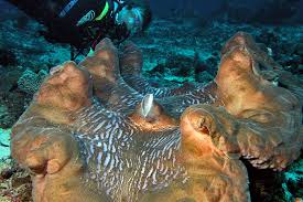 Image result for tridacna