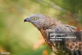 Attēlu rezultāti vaicājumam “Pernis apivorus adult”