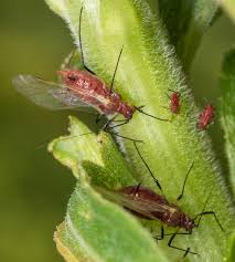 Attēlu rezultāti vaicājumam “Uroleucon hypochoeridis”