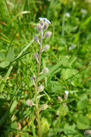 Attēlu rezultāti vaicājumam “Myosotis ramosissima flower”
