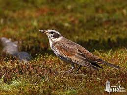 Image result for Turdus eunomus
