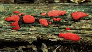 Attēlu rezultāti vaicājumam “Tubifera ferruginosa (subsp. ferruginosa) sessile”