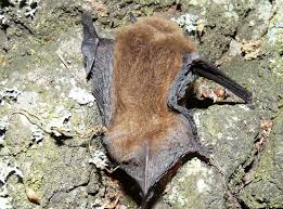 Attēlu rezultāti vaicājumam “Pipistrellus pygmaeus”