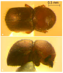 Attēlu rezultāti vaicājumam “Colloderma robustum macro”