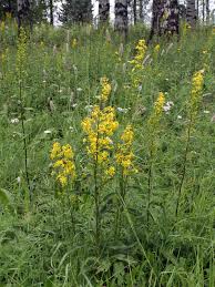 Image result for Solidago virgaurea