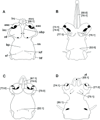 Image result for Poroderma pantherinum
