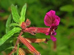 Attēlu rezultāti vaicājumam “Lythraceae”