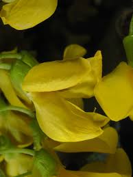 Attēlu rezultāti vaicājumam “Laburnum alpinum flower”