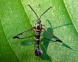 Attēlu rezultāti vaicājumam “Sesiidae”