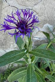 Attēlu rezultāti vaicājumam “Centaurea”