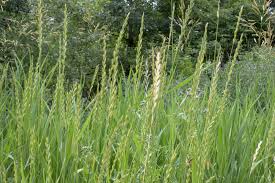 Attēlu rezultāti vaicājumam “Elytrigia repens”