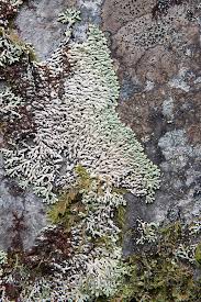 Attēlu rezultāti vaicājumam “Menegazzia terebrata”