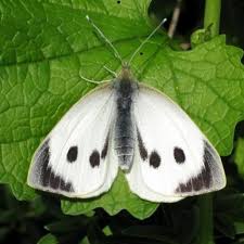 Attēlu rezultāti vaicājumam “Pieris brassicae underside”