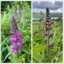 Attēlu rezultāti vaicājumam “Stachys sylvatica flower”