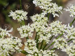 Attēlu rezultāti vaicājumam “Heracleum sosnowskyi leaf”
