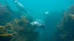 Image result for Apneists UK