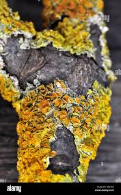 Attēlu rezultāti vaicājumam “Xanthoria polycarpa”