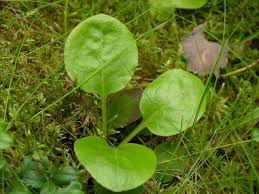 Attēlu rezultāti vaicājumam “Pyrola media”