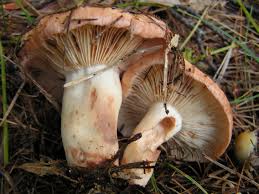 Attēlu rezultāti vaicājumam “Lactarius”
