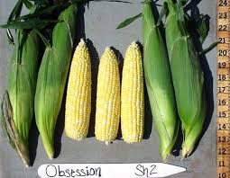 Attēlu rezultāti vaicājumam “Zea mays”