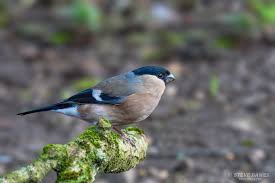 Attēlu rezultāti vaicājumam “Pyrrhula pyrrhula female”