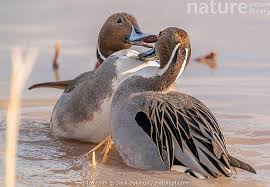 Attēlu rezultāti vaicājumam “Anas acuta male”