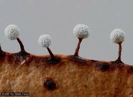 Attēlu rezultāti vaicājumam “Physarum bitectum macro”